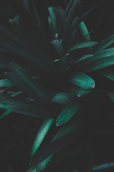 Picture of green leaves with one red leaf.