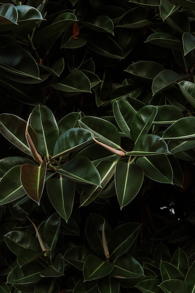 Picture of green leaves.