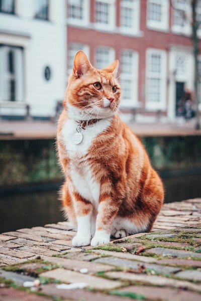 Picture of an orange cat sitting outside