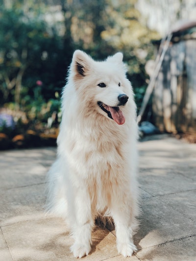 Picture of a fluffy, white dog sitting